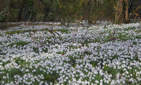 Snowdrops at the site of original Londesborough Hall/Arnold Underwood/Feb 2010