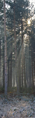 Sun and frost in Allerthorpe Woods/ from a photo by Arnold Underwood, Feb 2008