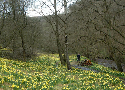 Stuart among the daffodils, Farndale/Photo by Arnold Underwood/April 2004