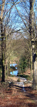 Woods and ponds at Ganthorpe/from a photo by Arnold Underwood/March 2006