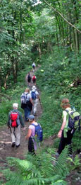 The path alongside Hayburn Beck/from a photo by Sheila Button, July 2009