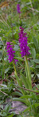 Early Purple Orchids in Deepdale/ from a photo by Arnold Underwood, May 2008
