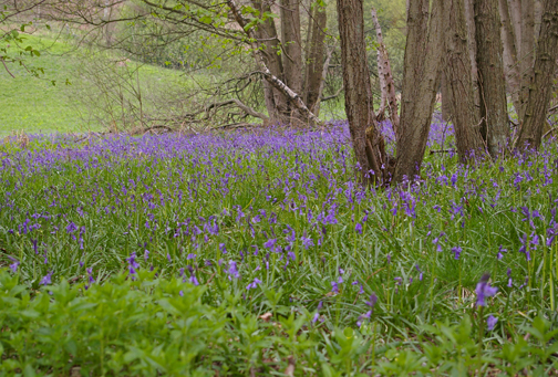 Bluebells in Riccaldale/photo by Arnold Underwood, May 2008
