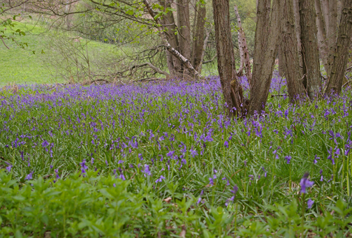 Bluebells in Riccaldale/photo by Arnold Underwood, May 2008