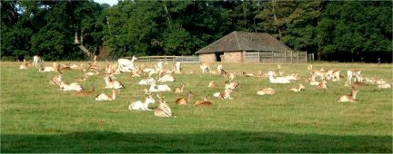 Deer in Ripley Park/photo by Arnold Underwood/Oct 2003