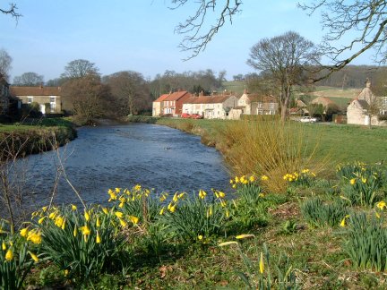 Daffodils by the River Seven at Sinnington/photo by Arnold Underwood