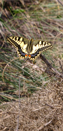 Swallowtail butterfly at La Cruz de Pinto/ from a photo by Arnold Underwood, Oct 25th 2007