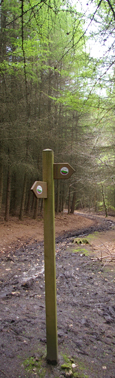 Woods above Riccaldale/from a photo by Arnold Underwood