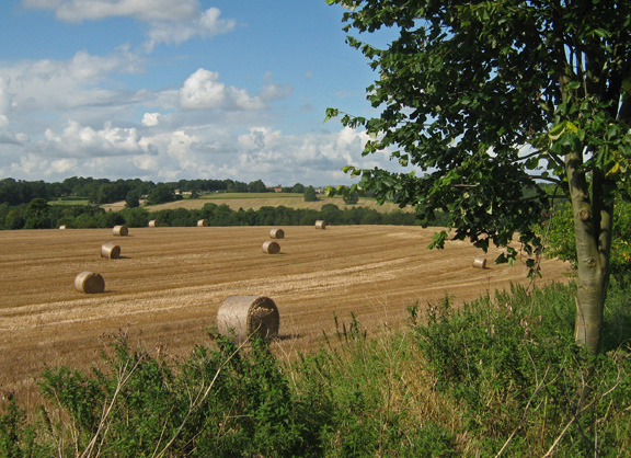 Harvest time near Terrington /photo by Arnold Underwood,Sept 2008