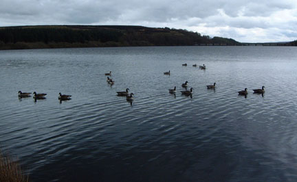 Geese on Thruscross Reservoir/Photo by Arnold Underwood/April 2004